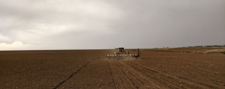 Pinto Bean Planting