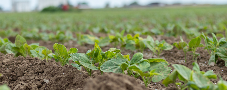 Mayocoba Beans in the Field: 1 Month After Planting