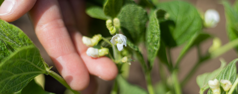 Mayocoba Beans in the Field