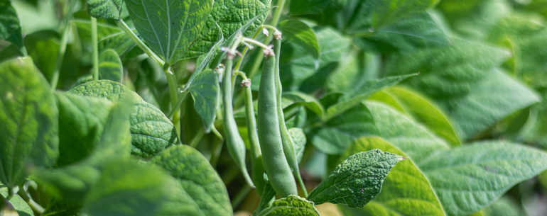 Almost Time for Bean Harvest!