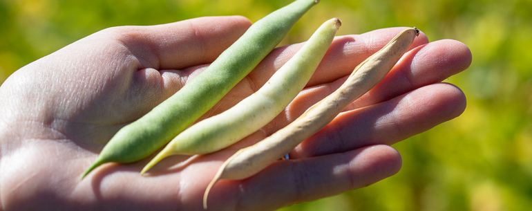 Colorado Mayocoba Beans Right Before Harvest