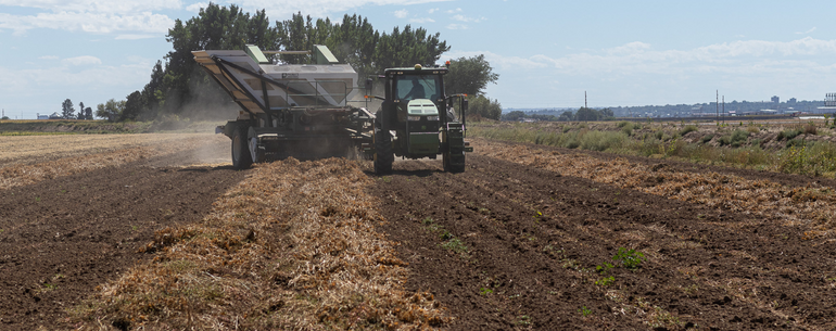 2022 Mayocoba Bean Harvest