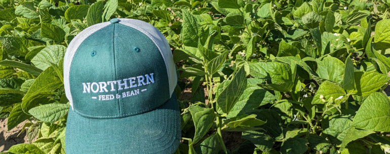 A High Plains Beans Update from the Field
