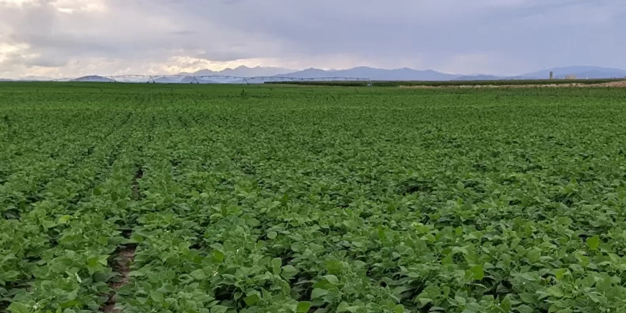 Bean-field-with-Rocky-Mountain-backdrop