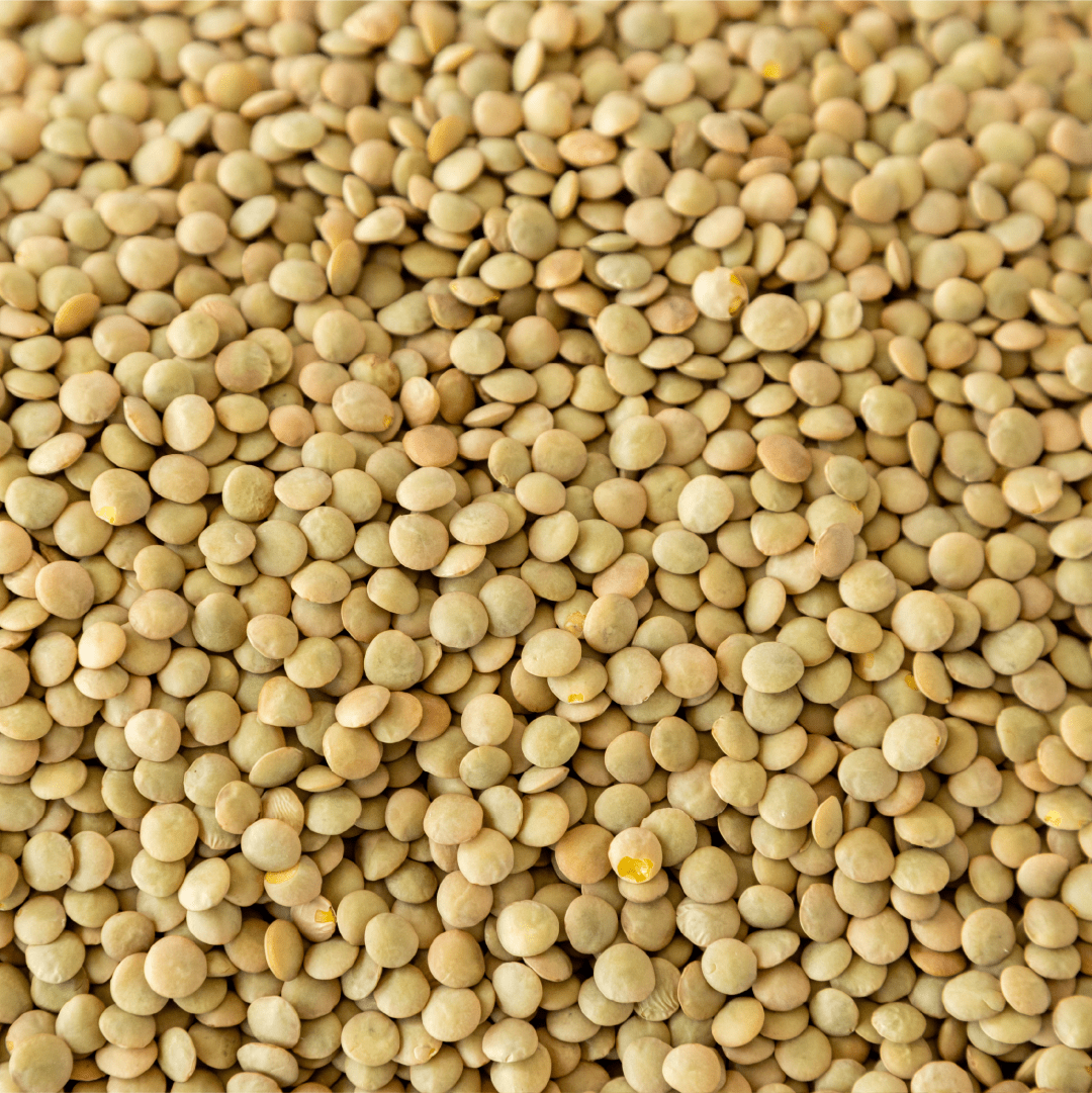Richlea Lentils - Image 3
